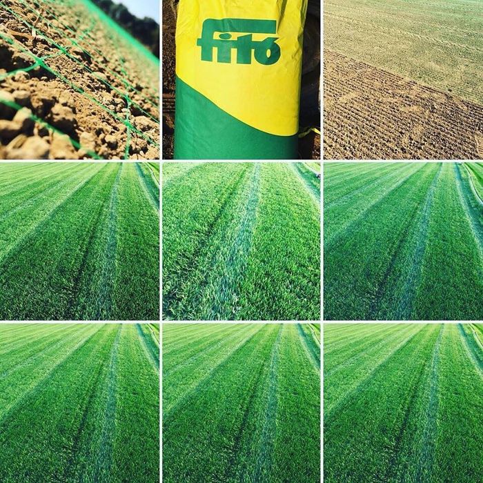 Семена газоны