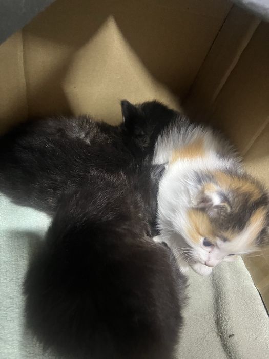 Отдам котят в добрые руки