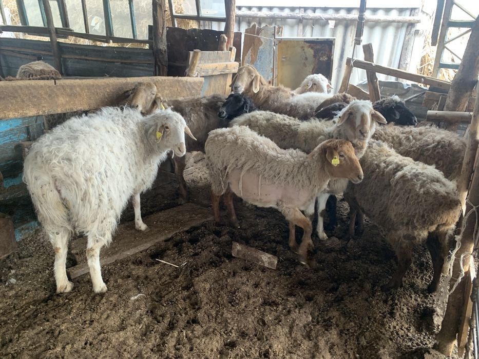 Семіз қойлар сатылады