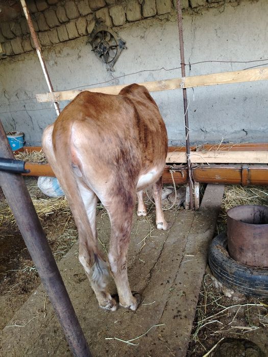 Хуложин в сотилади