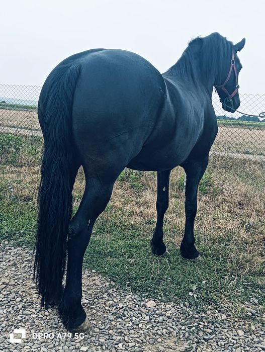 De vânzare mânză de 3 ani