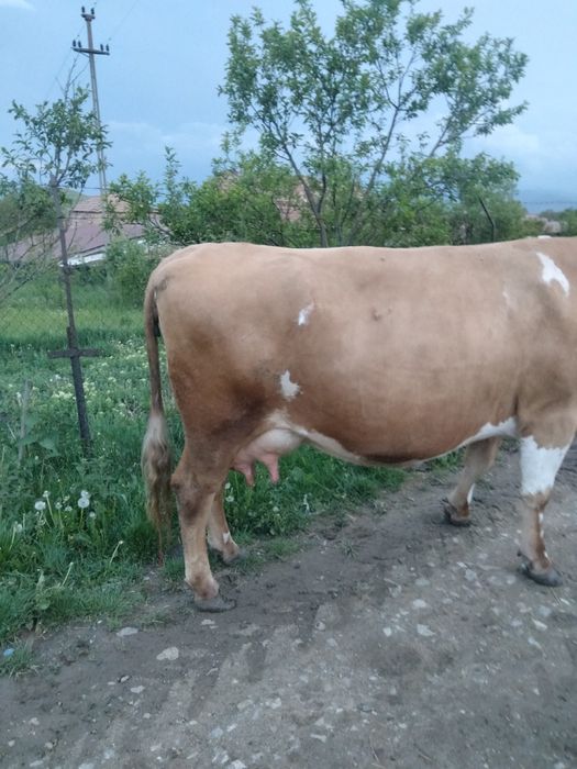 Vând vacă  fătată recent, fără vițel