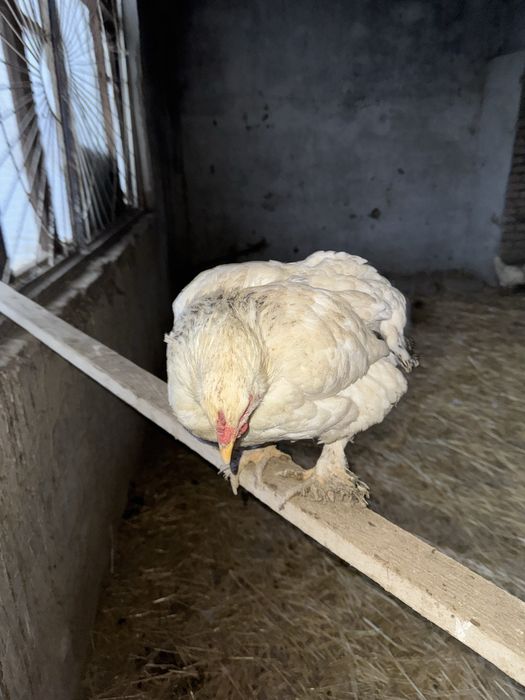 Brama tovuqlari va xo'roz sotiladi