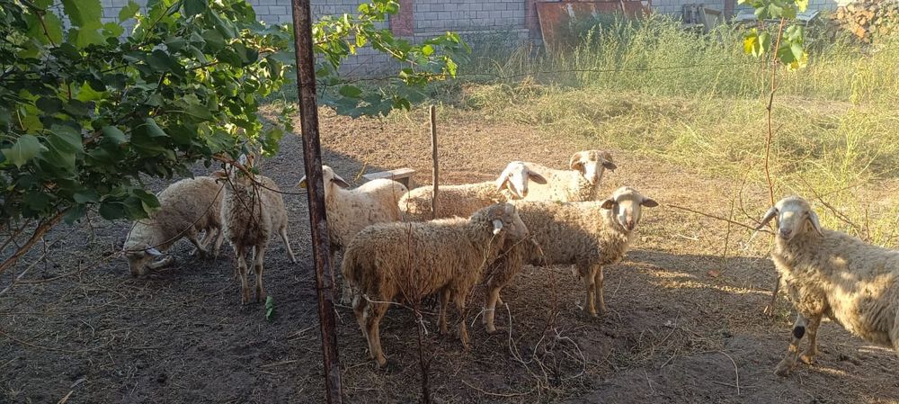 Қой сатылады. Продам баран