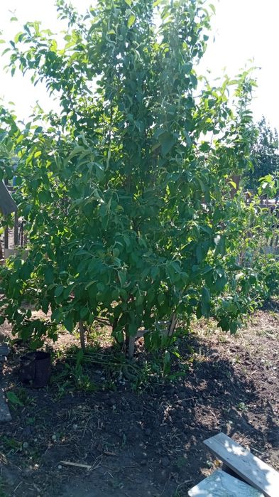 Продам дачу, реальному покупателю торг