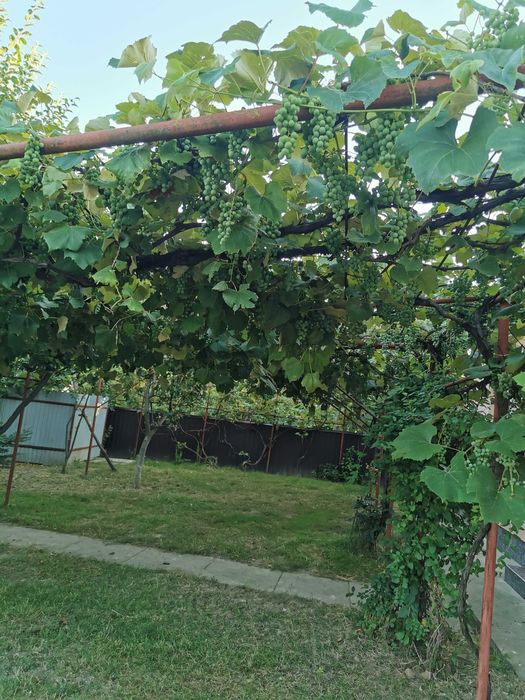 Vin de fleură neagră