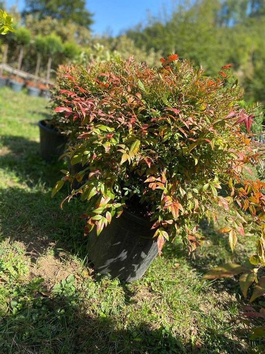 Plante pentru Gard Viu Dens – Transport și Montaj la Tine Acasă