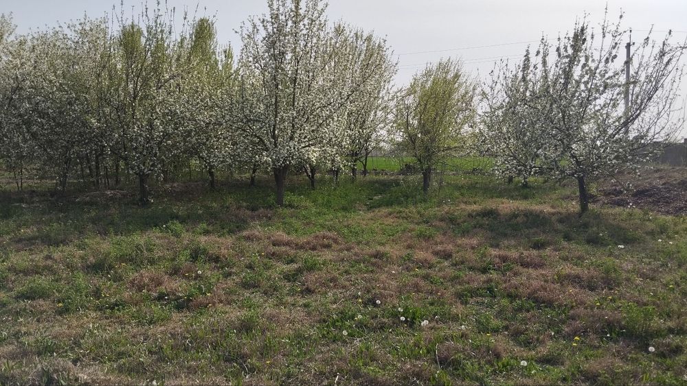 Uy sotiladi. 13 sotok