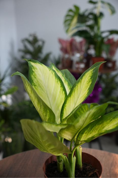 Диффенбахия марианна