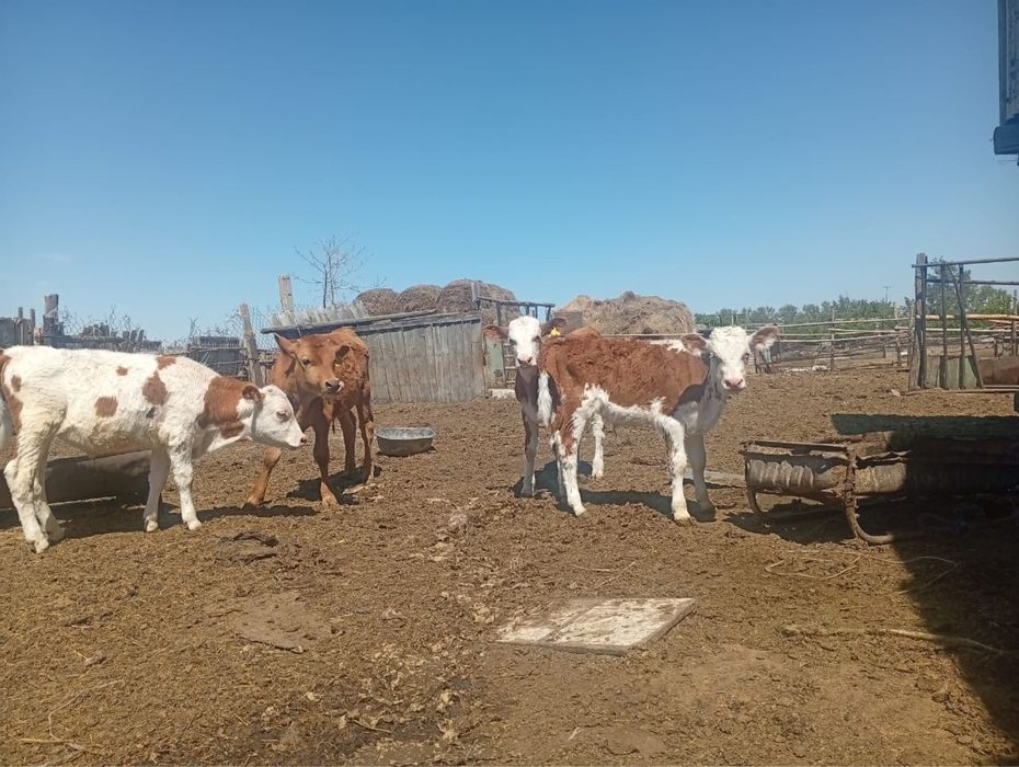 Продам телят бычки 4 голов