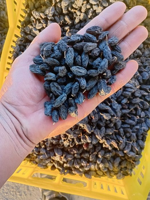 Mayiz.soyaki,kunaki,seppa,gibrit,gigant,xar xil turdagi mayiz sotiladi