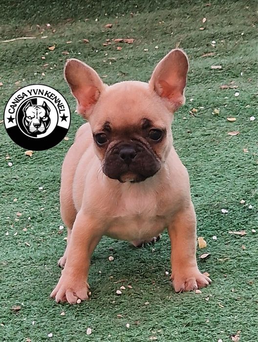 Femela buldog francez