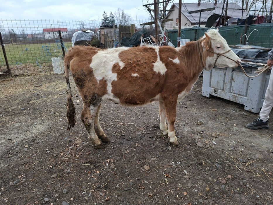 Vand junica baltata sau schimb cu un tauras