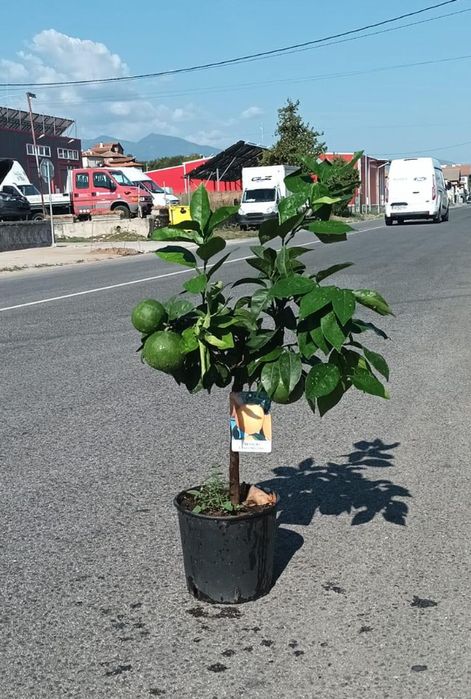 Дърво лимон и дърво портокал