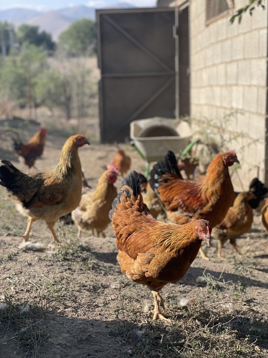 Продам кур кученских юбилейных