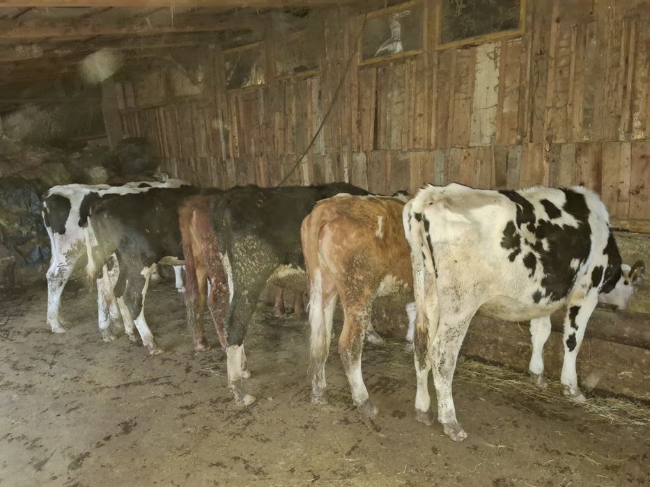 8 juninici - vaci de genetica buna.