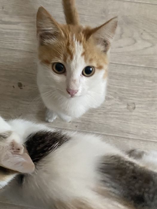 отдам котят в хорошие руки
