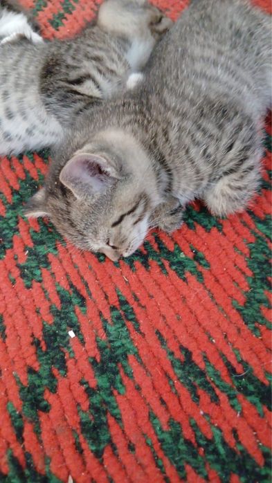 Котята. Отдам в хорошие руки.