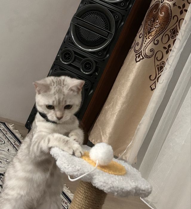 Домашний питомец