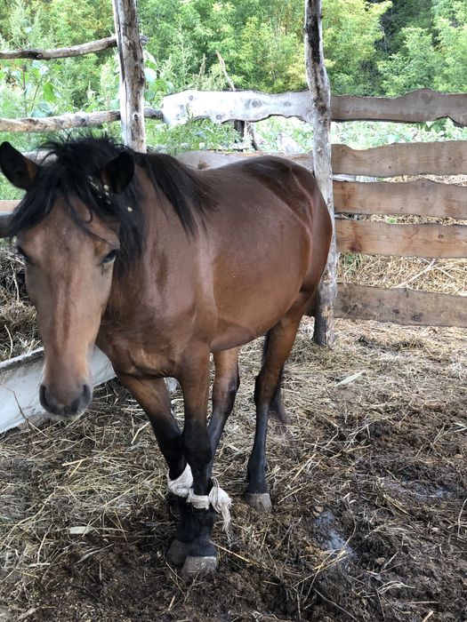 Жылқы сатамын