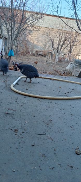 Хуроз ва товуклар сотилади