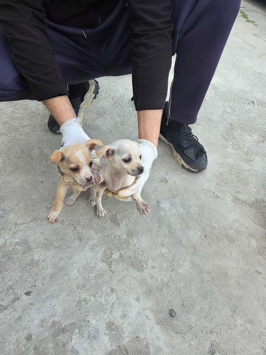 Малки пухкави щастия търсят своя нов дом!