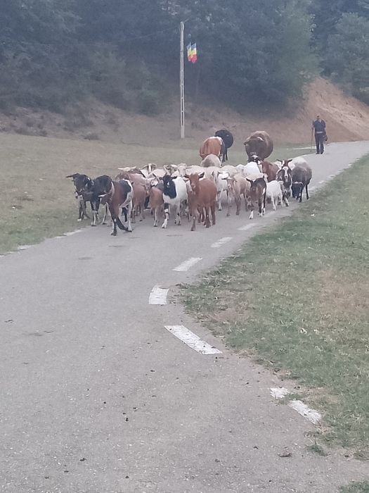 De  vânzare 10 oi