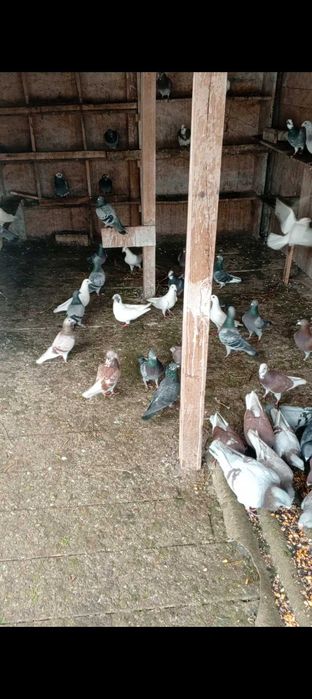 Porumbeii de vânzare