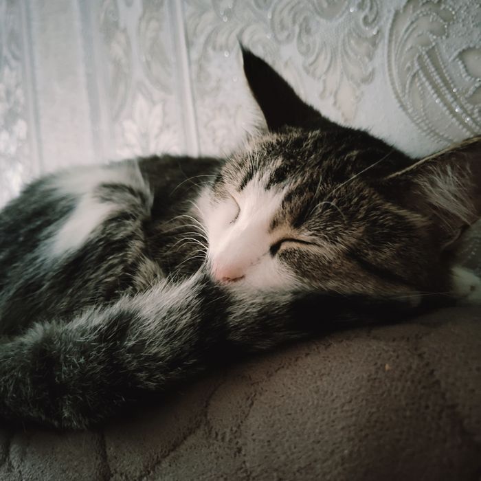 Отдам кошку даром