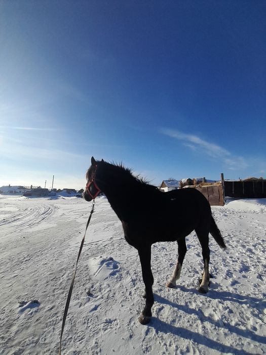 Ат сатылады көкпарға кірген
