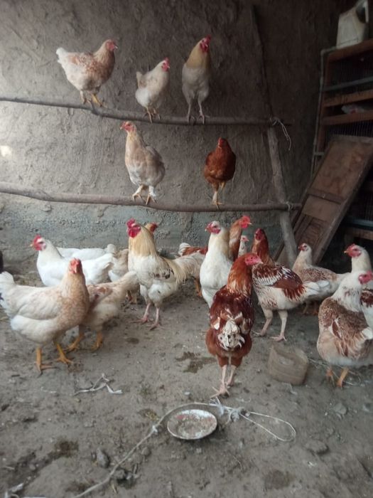 Продаётся куры и петухи