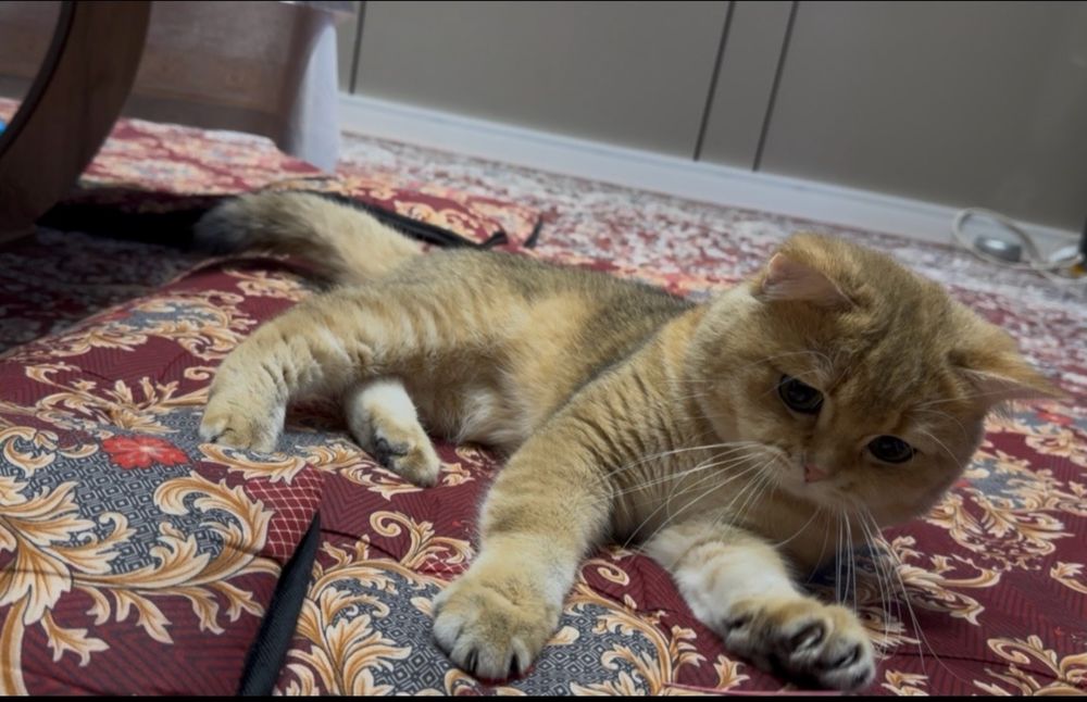 Продаю срочно золотую шиншиллу