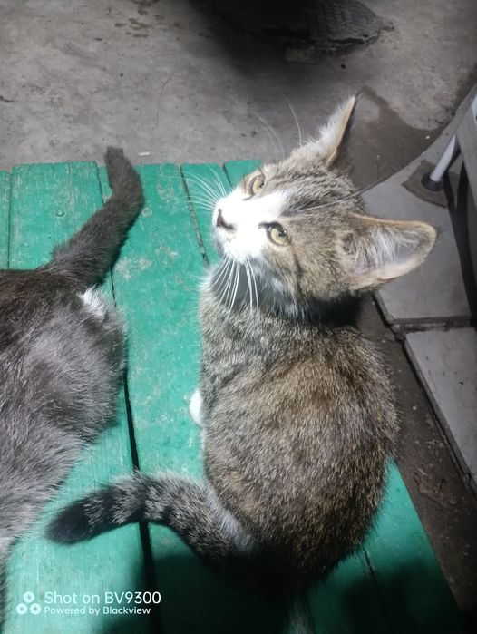 Отдам котят в добрые руки