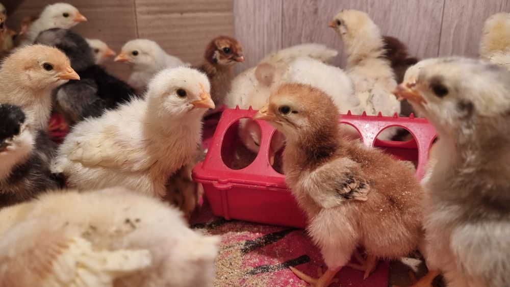Продам цыплят всех