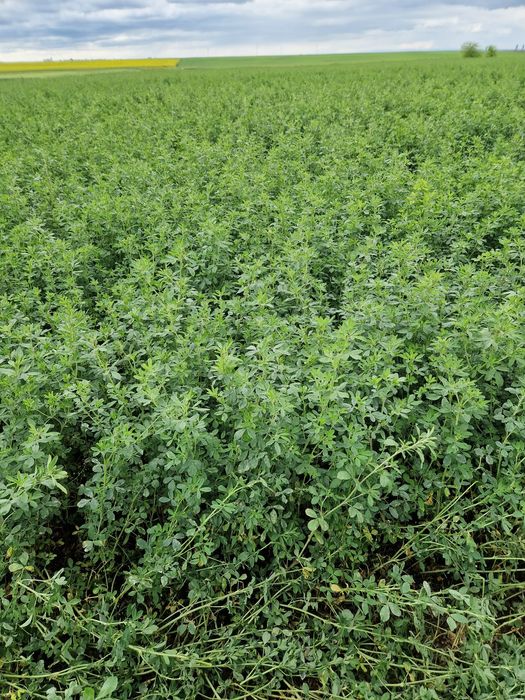 Sămânță de lucerna Letizia