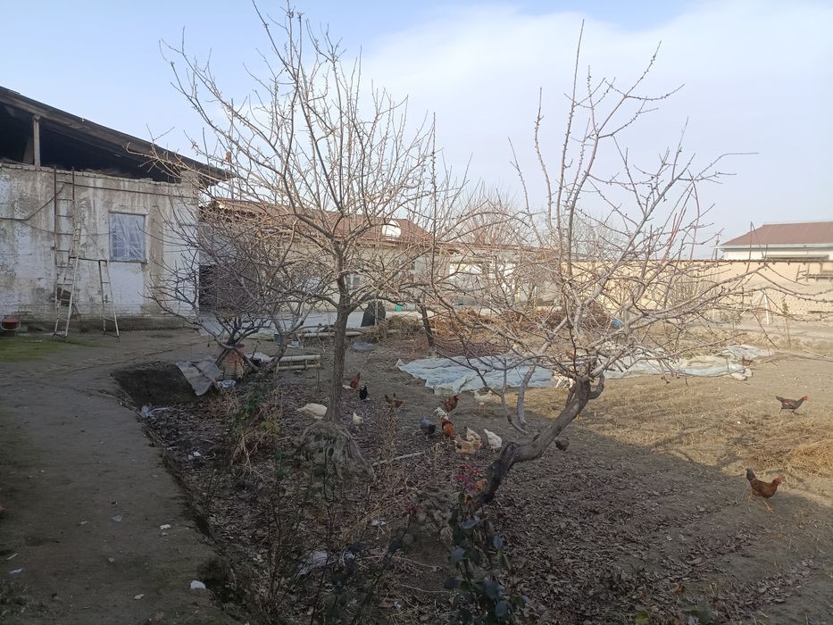 sodikzonberdimurodov