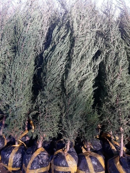 Можжевельник ОПТОМ!