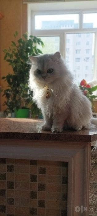 Персидская Шиншилла Длинношёрстная