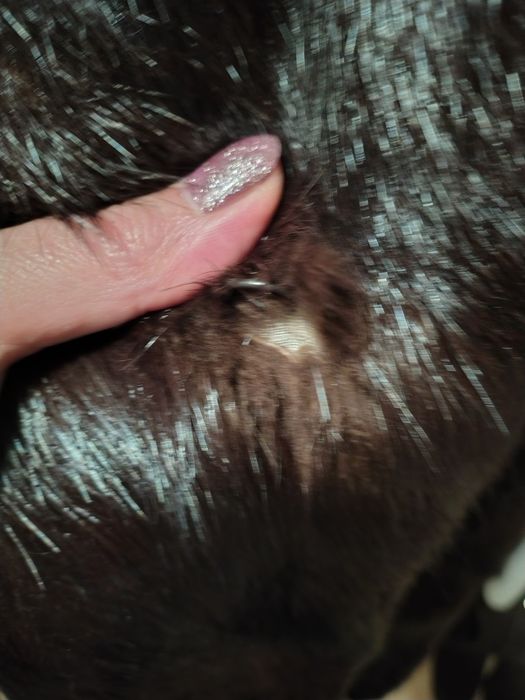 Blana de nutrie mahon