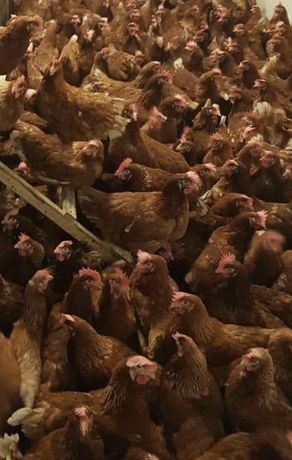 Găini roși ouătoare