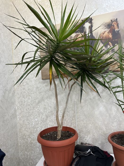 Цветы комнатные или в офис