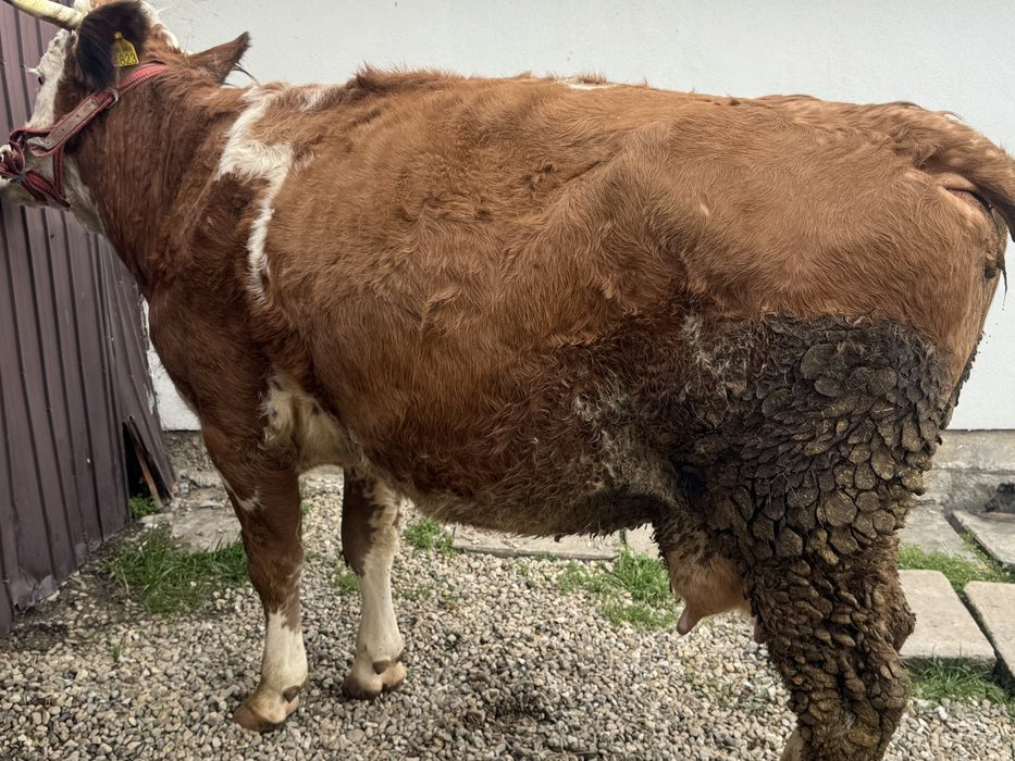 Vând vacă de 5 ani talie mare montata de 1 luna