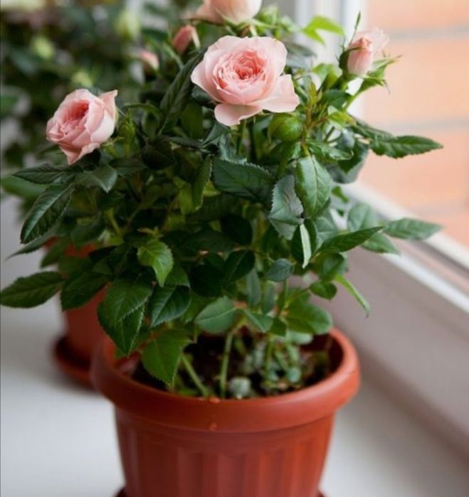 Цветы для офиса и дома