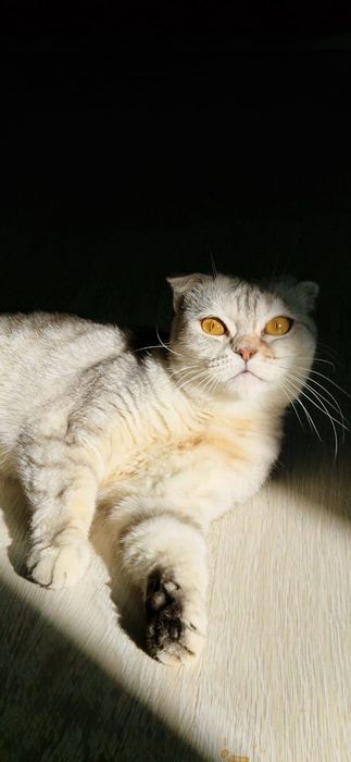 Пропала кошка на 8 микрорайоне