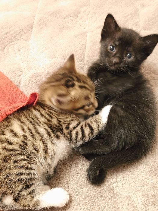 Отдам котят в добрые руки