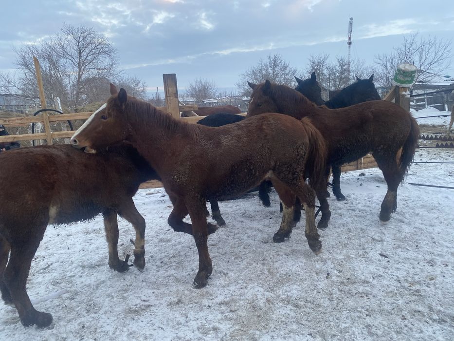 Продам лошадей 2 летка