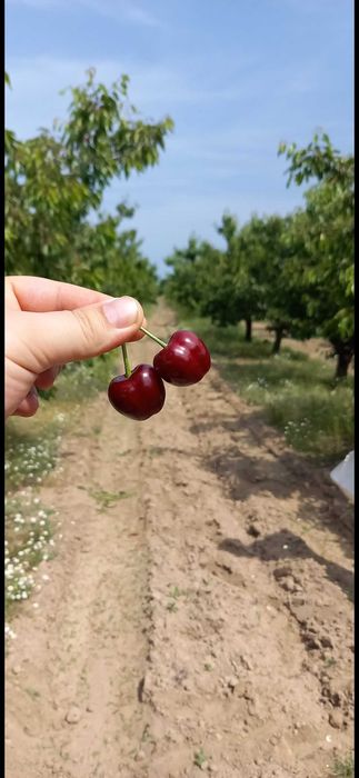 Продава се Земеделски имот в София, Надежда 4 -  кв.м за 2040 €/дка - Снимка #1