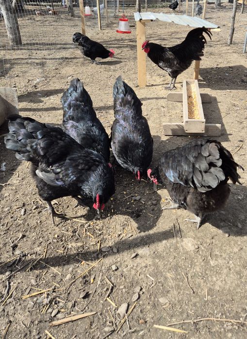 Oua pentru incubat Australorp/gri,splash,negru