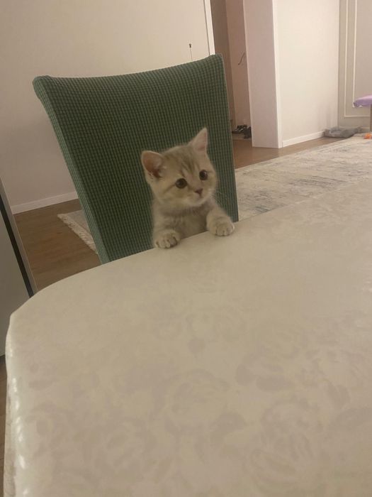 Отдадим кошку в добрые руки