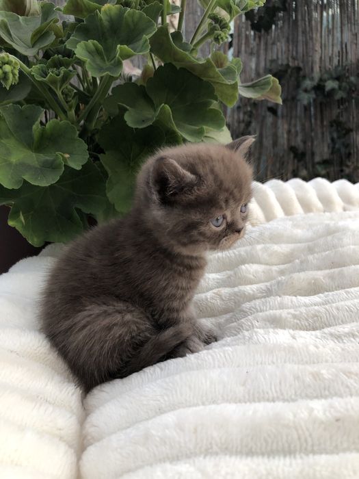 Pui pisica British Shorthair Chocolate